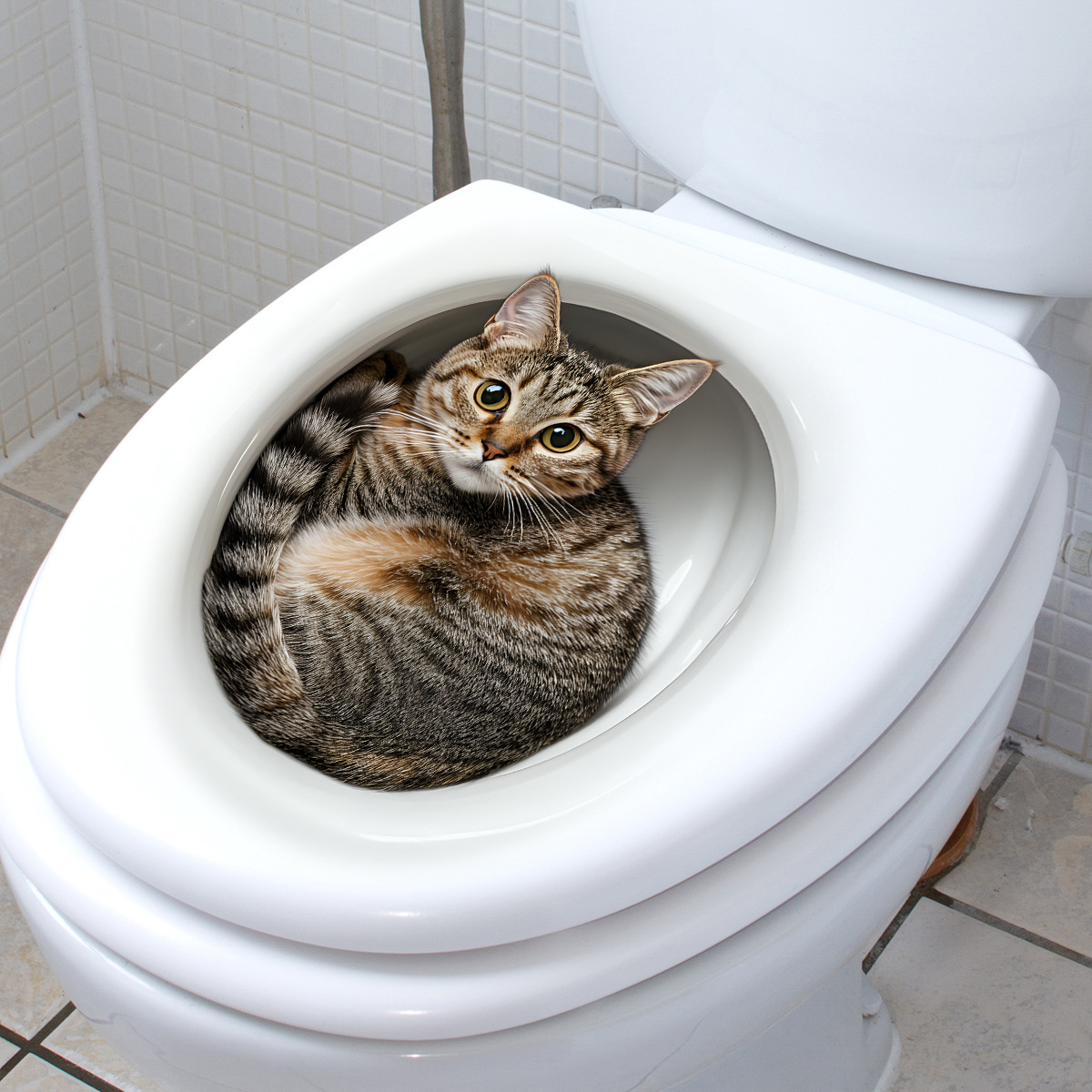 3D 面白い猫トイレステッカー浴室トイレカバーステッカー壁ス - Home Center Bathroom Accessories のレビューと価格